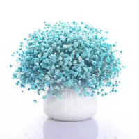满天星花种子四季易种易活花卉室内外阳台盆栽花种子 薄荷满天星 1000粒[送肥]