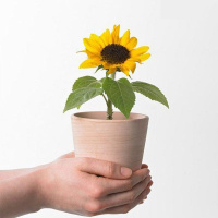 矮向日葵种子套餐四季播观赏食用向日葵室内阳台盆栽花卉植物种子 矮向日葵100粒+盆+土+生根粉