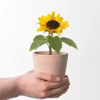 矮向日葵种子套餐四季播观赏食用向日葵室内阳台盆栽花卉植物种子 矮向日葵100粒+盆+土+生根粉