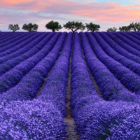 薰衣种子[四季易种易活耐热耐寒]室内室外庭院阳台盆栽花种子 蓝色 500粒+生根粉+复合肥