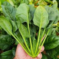 菜名堂 菠菜 500g