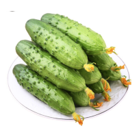 松霖甄选 秋黄瓜300-500g