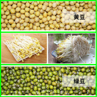豆芽罐家用麦饭石塑料生豆芽机豆芽菜种植桶发黄豆绿豆芽桶非陶瓷|黄豆+绿豆各2斤(豆芽专用种子)