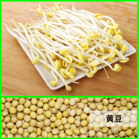 豆芽罐家用麦饭石塑料生豆芽机豆芽菜种植桶发黄豆绿豆芽桶非陶瓷|黄色黄豆2斤（豆芽专