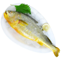 冰鲜 黄鱼 250g-300g/条