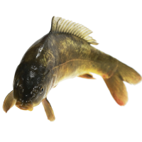 冷冻 松花鱼 700g