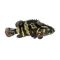 活杀 龙胆石斑鱼 500-600g