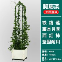 园艺拱爬藤架 拱形架瓜藤月葡萄支架 种植箱架 庭院阳台花架 圆形爬藤架含箱 特大