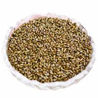 新货决明子儿童玩具沙决明子沙滩散装决明子可填充枕芯枕头|2斤仅决明子（不送内套）