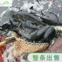 千岛鼎淳有机鱼有机鱼头千岛湖鱼新鲜整条整鱼原生态有机10-10.5斤包头鱼