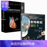 惠典正版奈特解剖涂色书 第二版+奈特人体解剖学彩色图谱 第7版 2本套装 人体解剖图谱 临床医学