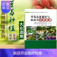 惠典正版草莓书籍草莓高效栽培与病虫害识别图谱草莓病虫害防治技术种植书籍大全草莓育苗管理栽培技术现代农业草莓书