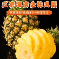 [现摘现发]海南金钻凤梨 果肉金黄脆嫩 甘甜如蜜多汁 菠萝 热带水果 应季水果