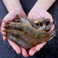 [现捕现发 速冻锁鲜]山东青岛野生海捕大虾大号3.2斤[60-80只] 虾肉紧实Q弹 虾身晶莹剔透