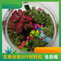 [预售]明鼎教育-花草创意DIY材料包(生态瓶)