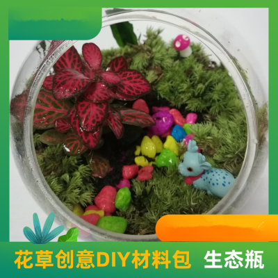 [预售]明鼎教育-花草创意DIY材料包(生态瓶)