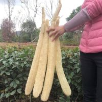 天然丝瓜络洗碗丝瓜瓤搓澡巾中药材下奶丝瓜藤百洁布厨房刷碗海绵|45-50CM长[2条]