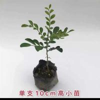 单支10-15cm[1棵]|九里香盆栽植物室内花卉浓香四季带花苞驱蚊草盆景老桩好养小绿植