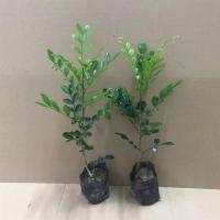 单支15-25cm[1棵]|九里香盆栽植物室内花卉浓香四季带花苞驱蚊草盆景老桩好养小绿植