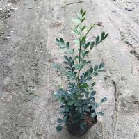 单支25-35cm[1棵]|九里香盆栽植物室内花卉浓香四季带花苞驱蚊草盆景老桩好养小绿植