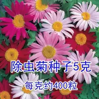 除虫菊种子5克400粒/克|家庭驱蚊草种籽驱蚊花卉种子薄荷除虫菊艾草组合套餐易种阳台盆栽