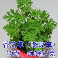 香艾草种子10克500粒/克|家庭驱蚊草种籽驱蚊花卉种子薄荷除虫菊艾草组合套餐易种阳台盆栽