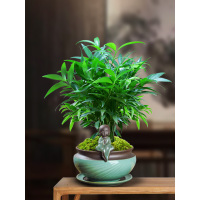 平安竹柏盆栽室内客厅清香长寿竹盆景净化空气四季常青驱蚊绿植草