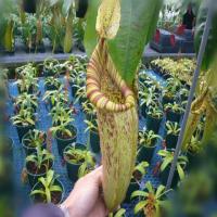 戴瑞安娜50粒|食虫植物种子花种子花大型猪笼草捕蝇草食人花盆栽食蚊草驱蚊草