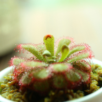 布凯毛膏菜小苗2-3厘米 含盆|捕蝇草食人花盆栽苗食虫植物驱蚊草多肉植物多肉绿植花卉 毛膏菜