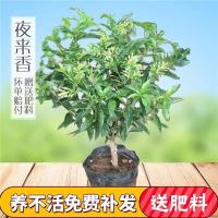 六年苗[壮苗] 不含盆|室外驱蚊草花树绿植蚊虫夜来香盆栽驱蚊香草浓香花卉四季开花