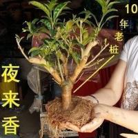 十年苗[精品大苗] 含盆|室外驱蚊草花树绿植蚊虫夜来香盆栽驱蚊香草浓香花卉四季开花