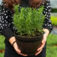 2盆迷迭香(1加仑) 不含盆|迷迭香盆栽阳台绿植物新鲜可食用花卉室内四季常青防蚊驱蚊草