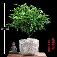 清香木6年大苗一盆[原土]30-35|正宗清香胡椒木盆栽防驱蚊草植物好养室内花卉绿植清香木花驱蚊虫