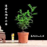 清香木2年小苗一盆[原土]|正宗清香胡椒木盆栽防驱蚊草植物好养室内花卉绿植清香木花驱蚊虫