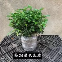 清香木4年苗一颗+加仑盆|正宗清香胡椒木盆栽防驱蚊草植物好养室内花卉绿植清香木花驱蚊虫
