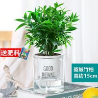 [驱蚊包成活]小竹柏20cm8棵(早安盆)送肥料 含盆|驱蚊竹柏盆栽驱蚊草水培植物富贵竹花卉室内四季常青绿植水养植物