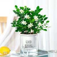 [驱蚊包成活]九里香20cm(早安盆)送肥料 含盆|驱蚊竹柏盆栽驱蚊草水培植物富贵竹花卉室内四季常青绿植水养植物