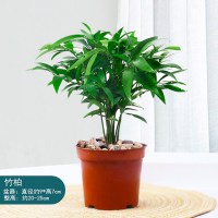 [驱蚊包成活]小竹柏8棵(简易盆)送肥料 含盆|驱蚊竹柏盆栽驱蚊草水培植物富贵竹花卉室内四季常青绿植水养植物