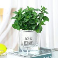 驱蚊薄荷(早安盆)送肥料 含盆|驱蚊竹柏盆栽驱蚊草水培植物富贵竹花卉室内四季常青绿植水养植物