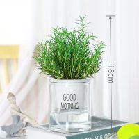 驱蚊迷迭香(早安盆)送肥料 含盆|驱蚊竹柏盆栽驱蚊草水培植物富贵竹花卉室内四季常青绿植水养植物