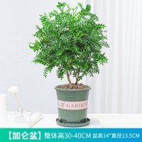 加仑盆(带托盘+陶粒)+送肥料 带盆栽好|正宗清香胡椒木盆栽树苗植物室内桌面四季好养小绿植盆景防驱蚊草