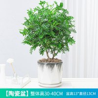 多面刷黑盆(带托盘+陶粒)+送肥料 带盆栽好|正宗清香胡椒木盆栽树苗植物室内桌面四季好养小绿植盆景防驱蚊草