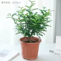 清香驱蚊-5年大苗包存活[原盆*1 含盆|驱蚊草盆栽植物正宗清香胡椒木树苗室内卧室网红防蚊绿植四季好