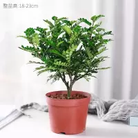 清香驱蚊-3年苗包存活[原盆*1盆 含盆|驱蚊草盆栽植物正宗清香胡椒木树苗室内卧室网红防蚊绿植四季好