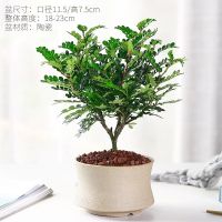 清香驱蚊-3年苗包存活[蛮腰陶] 含盆|驱蚊草盆栽植物正宗清香胡椒木树苗室内卧室网红防蚊绿植四季好