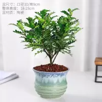 清香驱蚊-3年苗包存活[兰陶釉] 含盆|驱蚊草盆栽植物正宗清香胡椒木树苗室内卧室网红防蚊绿植四季好