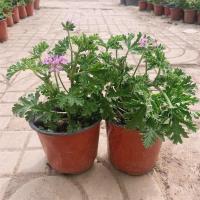 驱蚊草三盆[原土发货]送盆+肥料|驱蚊草盆栽薄荷盆栽可食用室内庭院阳台天然驱蚊净化空气四季常青