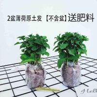 薄荷两盆[原土发货]送盆+肥料|驱蚊草盆栽薄荷盆栽可食用室内庭院阳台天然驱蚊净化空气四季常青