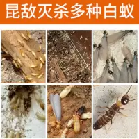 灭白蚂蚁药水传染诱杀一全窝端家用预防白蚁药粉杀虫剂防治专用药