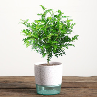 清香木+白裂纹懒人盆 含盆|老桩清香木驱蚊草树苗室内植物盆栽办公室绿植胡椒木九里香盆景